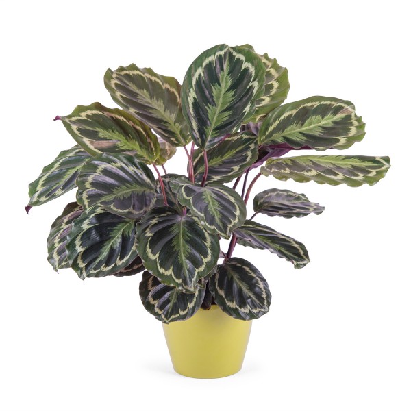Calathea, Planta de Calathea