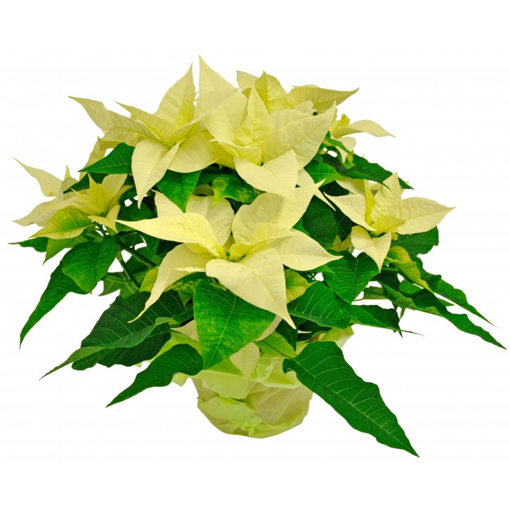 Poinsettia
