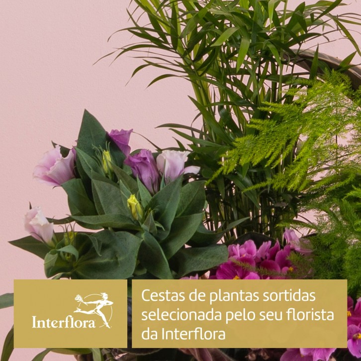 Cesta de plantas do florista, Cestas de Várias plantas