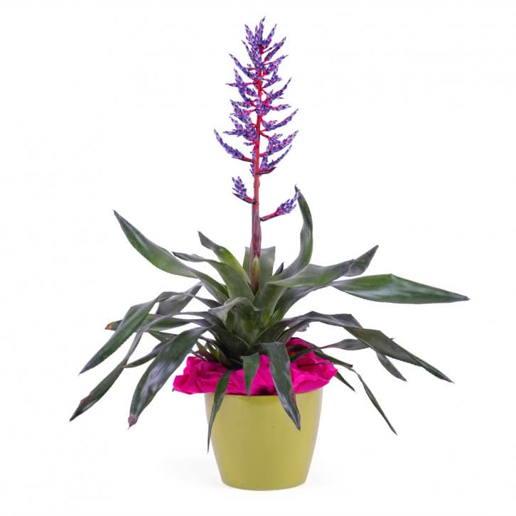 Bromélia, Planta de Viriesia (Bromélia)
