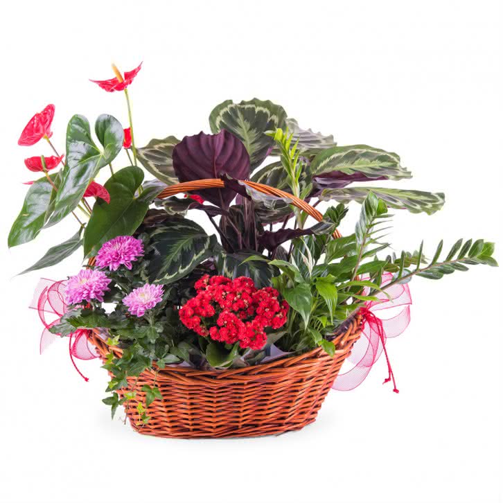 Intenso, Centro de Plantas Premium
