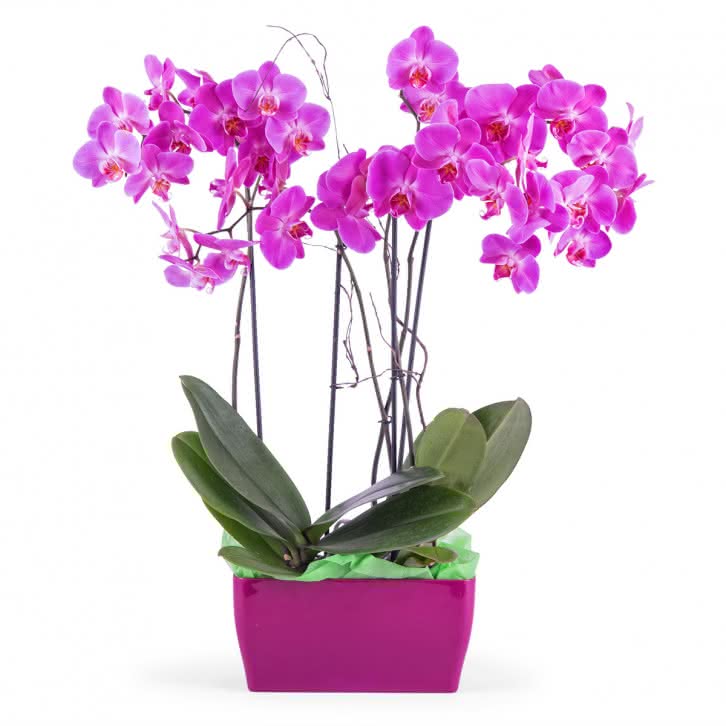 Merlot, Arranjo de Orquídeas Phalaenopsis