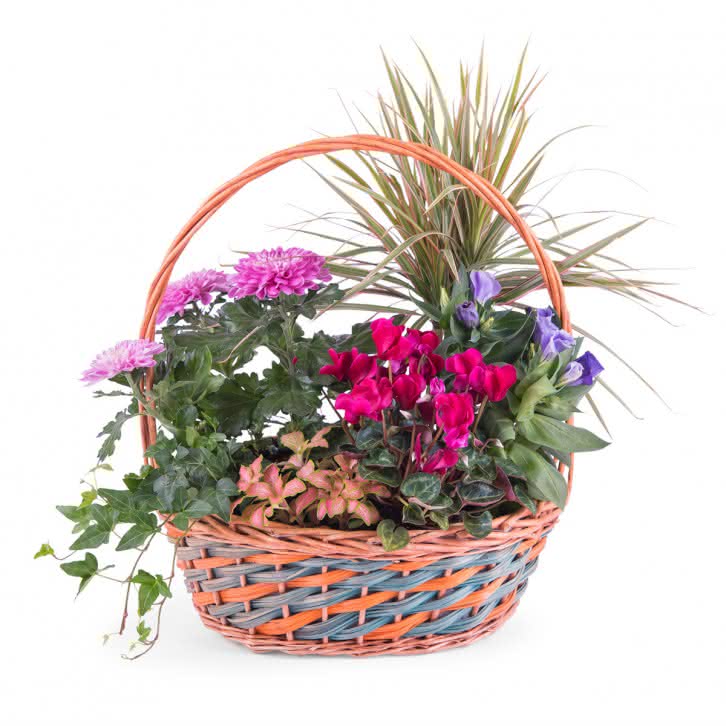Equinócio, Cesto de Plantas