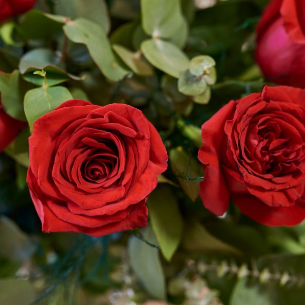 Paixão, 18 Rosas Vermelhas de Pé Longo