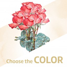 12 Roses long stem without filler, 12 Roses long stem without filler