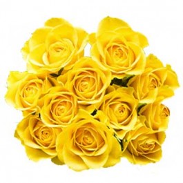 12 Yellow roses without fillers, 12 Yellow roses without fillers