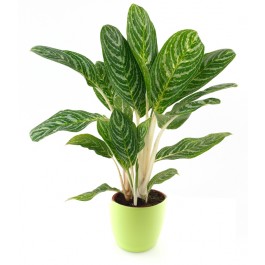 Green Plant in flowerpot, Green Plant in flowerpot