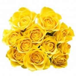 12 yellow roses, 12 yellow roses
