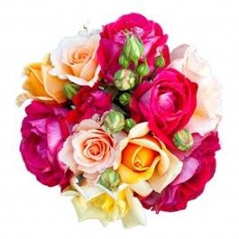 Dream of roses, Dream of roses