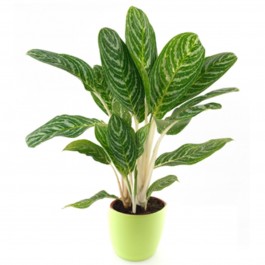 Greenplant, Greenplant