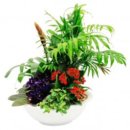 Mixed Plants in flowerpot, Mixed Plants in flowerpot