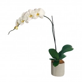 Moth Orchid, Moth Orchid