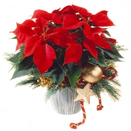 Estrella de Navidad (Poinsettia), Estrella de Navidad (Poinsettia)