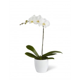 White Orchid Planter, White Orchid Planter
