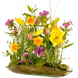 Primavera, Primavera