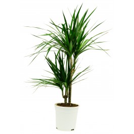Dracaena, Dracaena