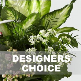 Planta individual con base, Planta individual con base