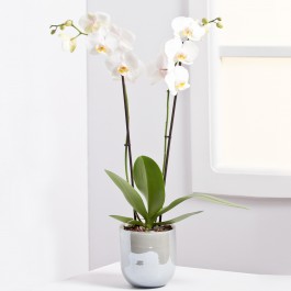 Orchid Plant, Orchid Plant