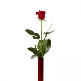 Deeply Devoted, Deeply Devoted