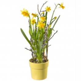 Bonjour le printemps!, Bonjour le printemps!