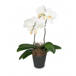 White Orchid (Phalaenopsis) in cachepot, White Orchid (Phalaenopsis) in cachepot