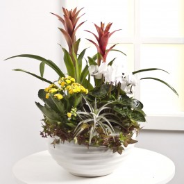 Centro de plantas, Centro de plantas