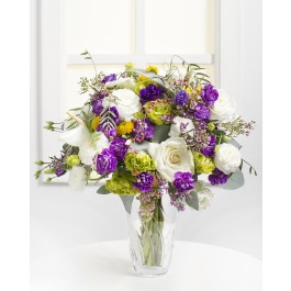 Spring Dream, Spring Dream