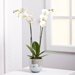 Orchid Plant, Orchid Plant