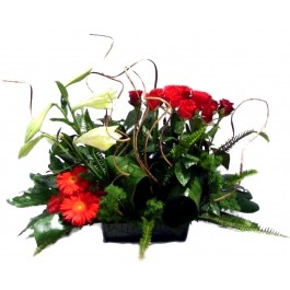 Magic Dragon, Magic Dragon