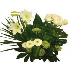 White Grizzly, White Grizzly