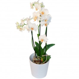 Orchid plant + a protective pot, Orchid plant + a protective pot