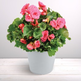 Bégonia rose, Bégonia rose