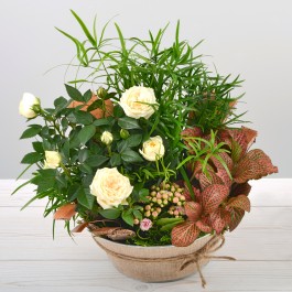 Coin de paradis, Coin de paradis