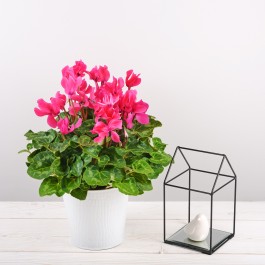 Cyclamen rose, Cyclamen rose