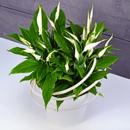 Spathiphyllum, Spathiphyllum