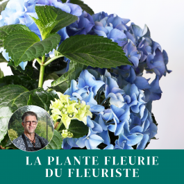 Plante du fleuriste, Plante du fleuriste
