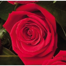 12 Red Roses, 12 Red Roses