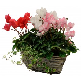 Cyclamen, Cyclamen