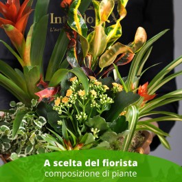 Arreglo de plantas, Arreglo de plantas