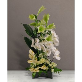 Michelangelo, Michelangelo