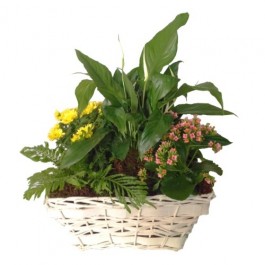 Mixed Plants In Basket, Mixed Plants In Basket