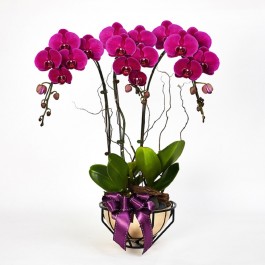 Royal prosperity-Purple Phalaenopsis, Royal prosperity-Purple Phalaenopsis