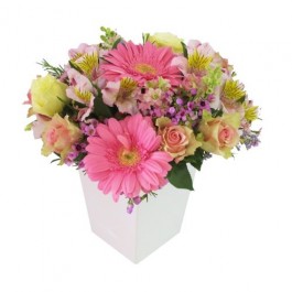 Pink Perfect, Pink Perfect