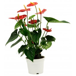 Anthurium, Anthurium