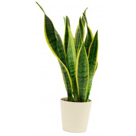 Sansevieria, Sansevieria