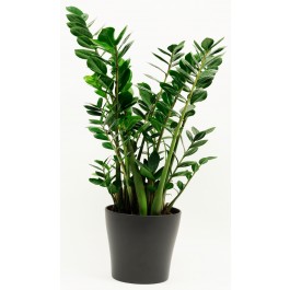 Zamioculcas, Zamioculcas