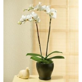 PHALEONOPSIS ORCHID PLAN IN POT WITH TWO STEMS, PHALEONOPSIS ORCHID PLAN IN POT WITH TWO STEMS
