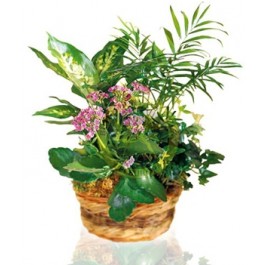 Arrangement of Plants, Arrangement of Plants