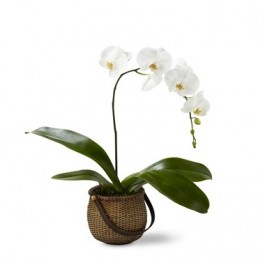 Phalaenopsis, Phalaenopsis