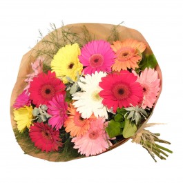 Gerbera Bunch Mixed, Gerbera Bunch Mixed